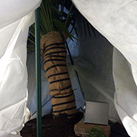 Using Xtreme Heaters to Protect Sensitive Trees.